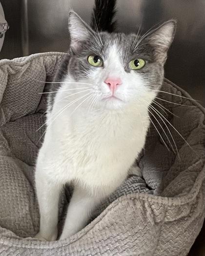 Enlarge Missy, a Adoptable mixed breed in Roseville, CA image 2/3