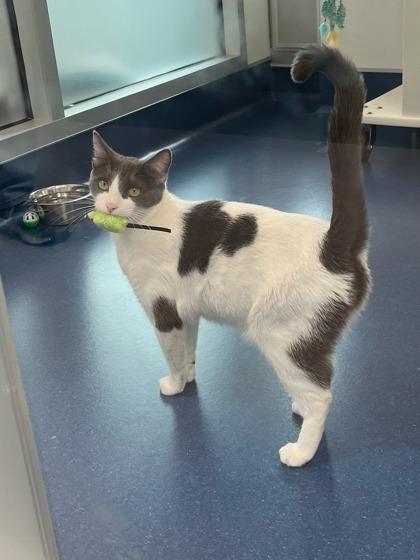 Enlarge Missy, a Adoptable mixed breed in Roseville, CA image 3/3