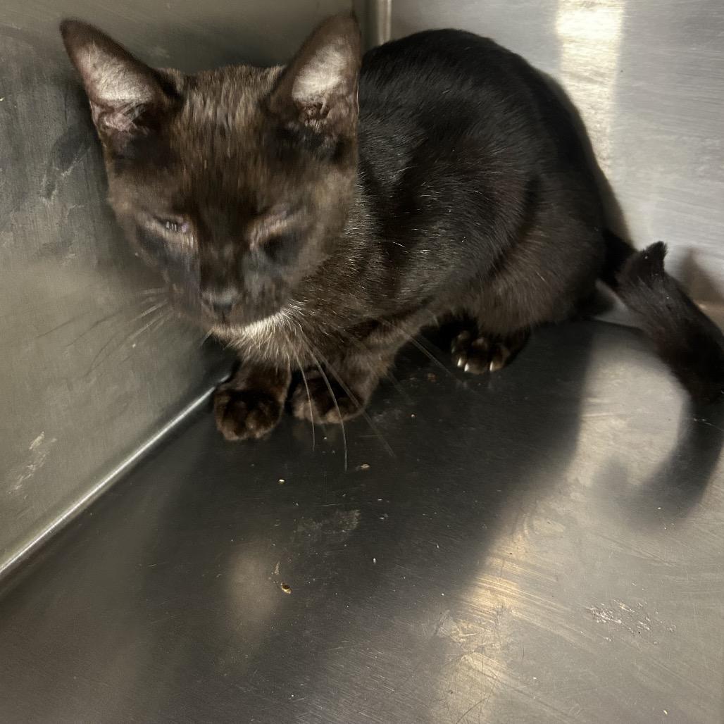 Enlarge Oreos, a Adoptable American Shorthair in mount vernon, AR image 1/1