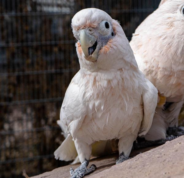Enlarge Gidget, a Adoptable Cockatoo in Elizabeth, CO image 1/6