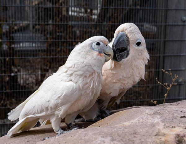 Enlarge Gidget, a Adoptable Cockatoo in Elizabeth, CO image 2/6