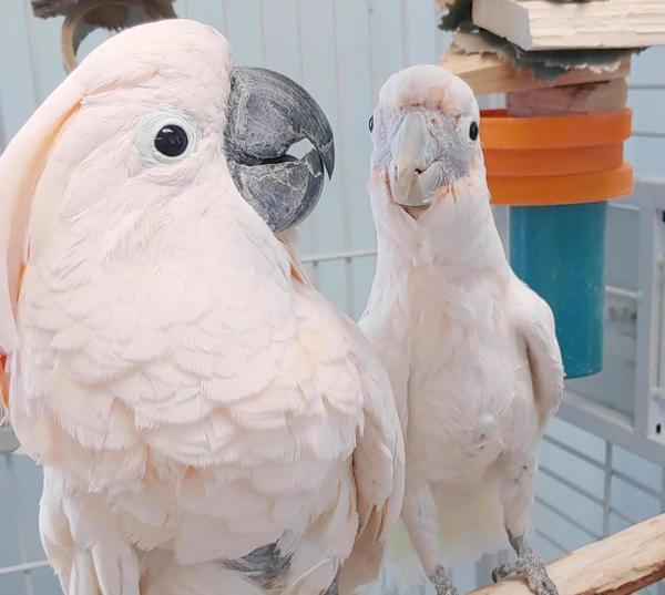 Enlarge Gidget, a Adoptable Cockatoo in Elizabeth, CO image 3/6