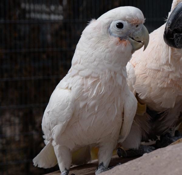 Enlarge Gidget, a Adoptable Cockatoo in Elizabeth, CO image 4/6