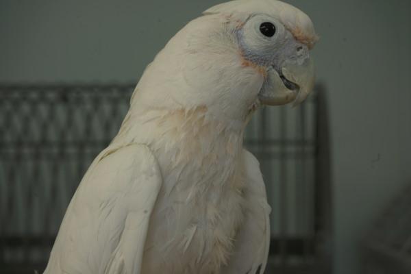 Enlarge Gidget, a Adoptable Cockatoo in Elizabeth, CO image 5/6