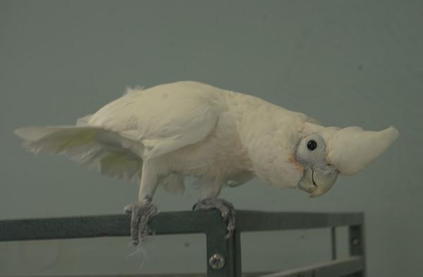 Enlarge Gidget, a Adoptable Cockatoo in Elizabeth, CO image 6/6
