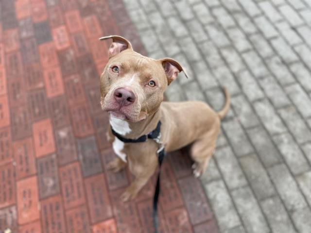 Enlarge ROCKO, a Adoptable mixed breed in Omaha, NE image 1/1