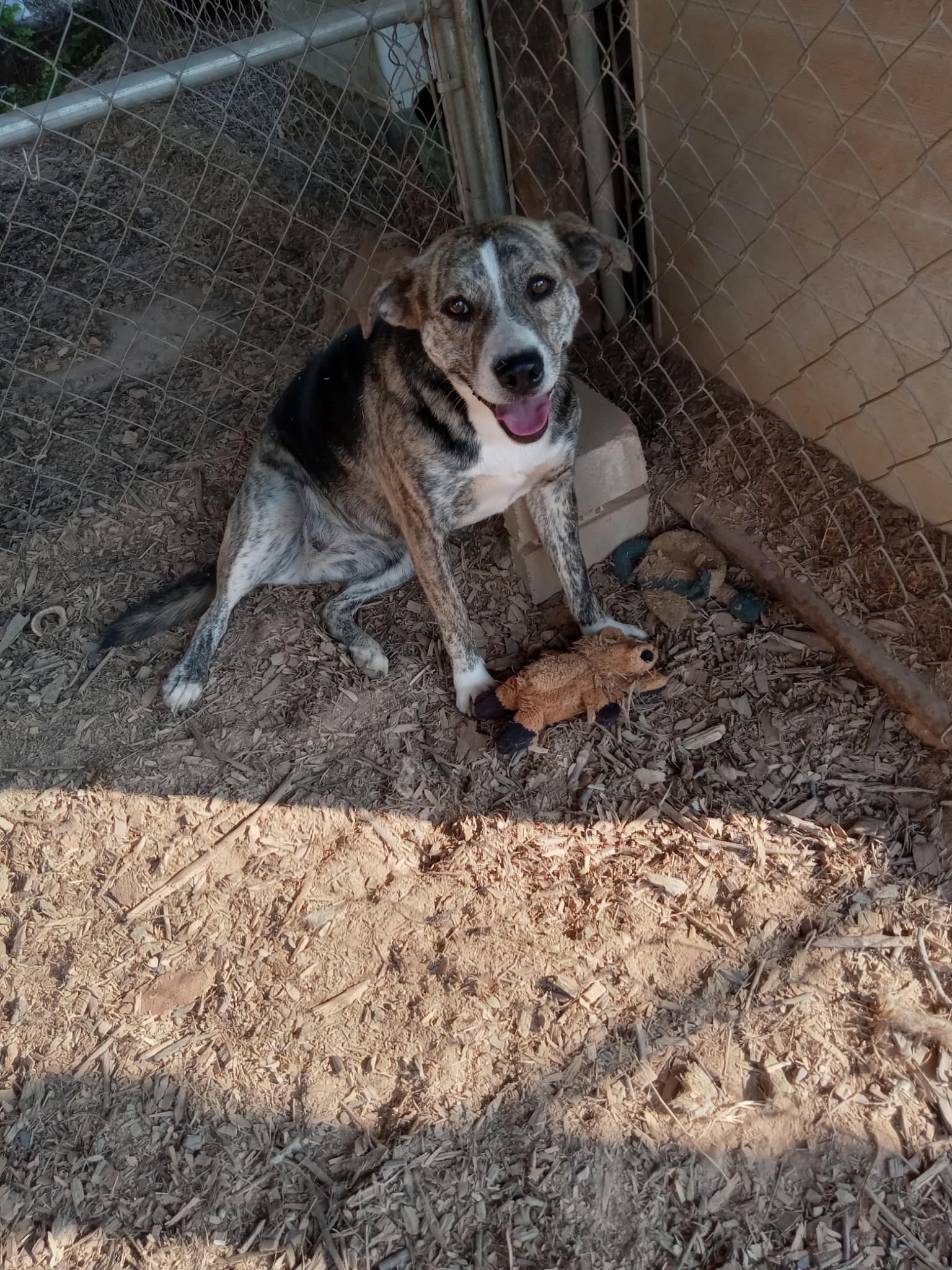 Enlarge Sierra, a Adoptable Mountain Cur in Sparta, GA image 1/5