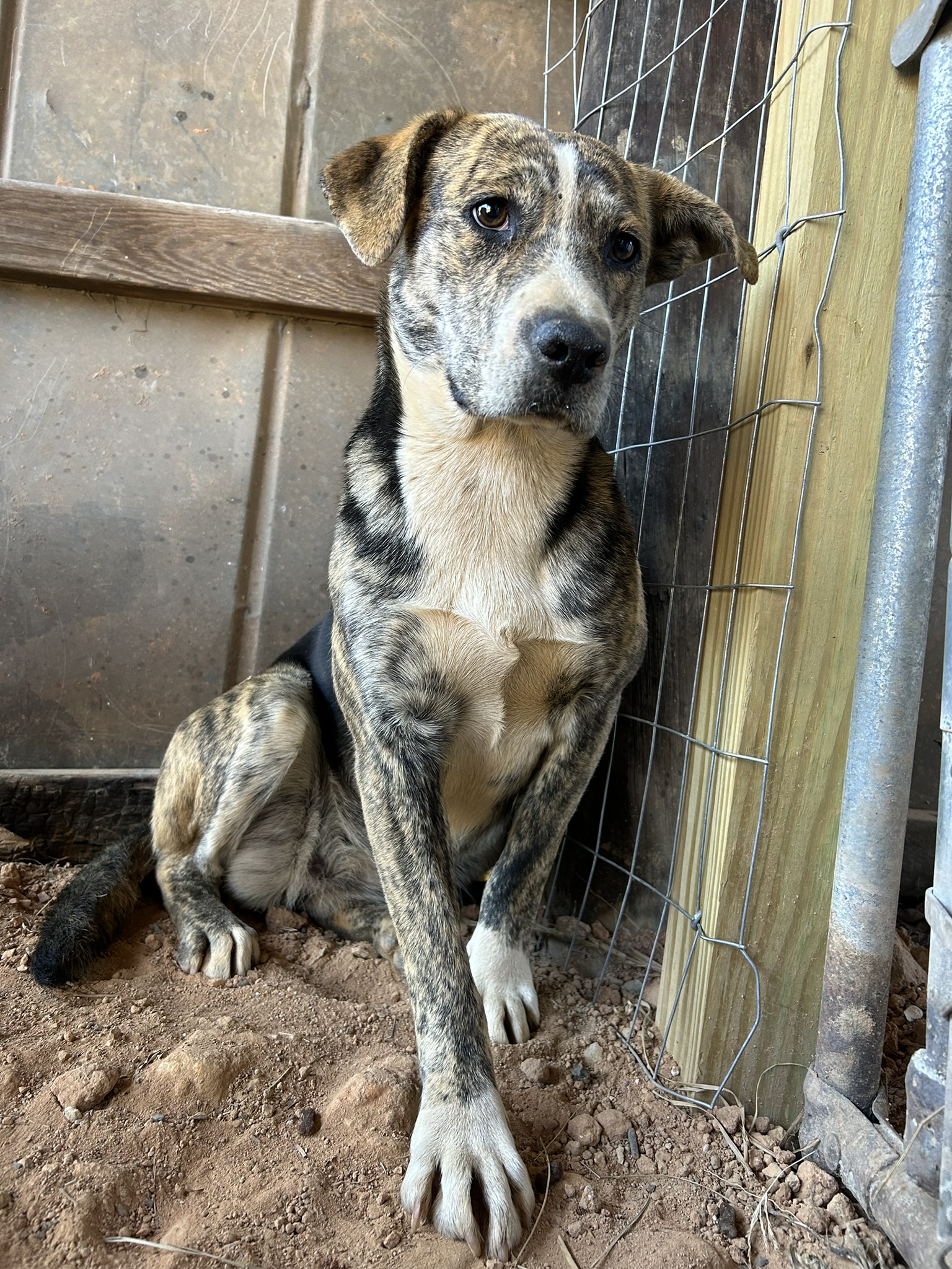 Enlarge Sierra, a Adoptable Mountain Cur in Sparta, GA image 3/5
