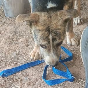 Enlarge Sierra, a Adoptable Mountain Cur in Sparta, GA image 2/5