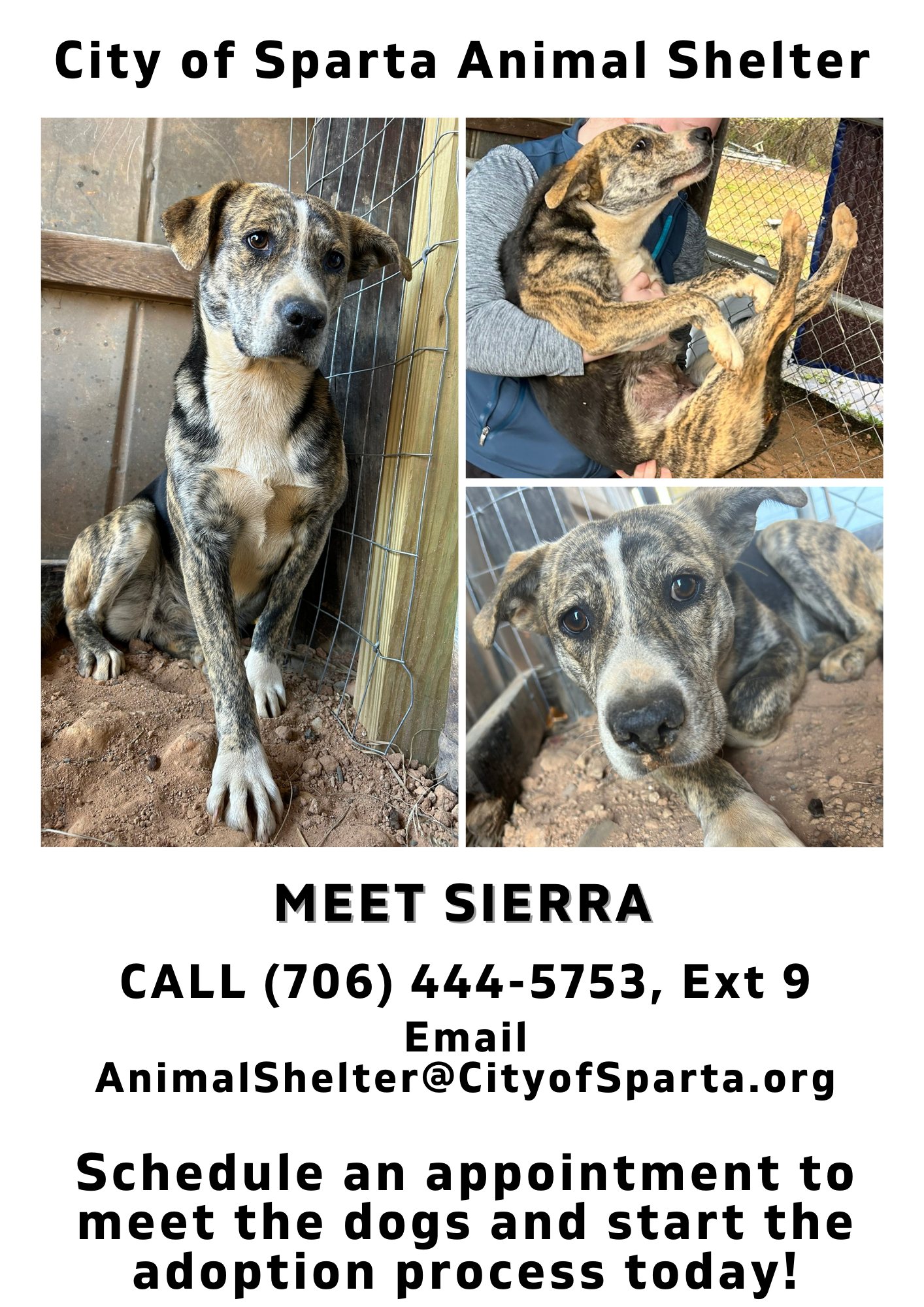 Enlarge Sierra, a Adoptable Mountain Cur in Sparta, GA image 4/5