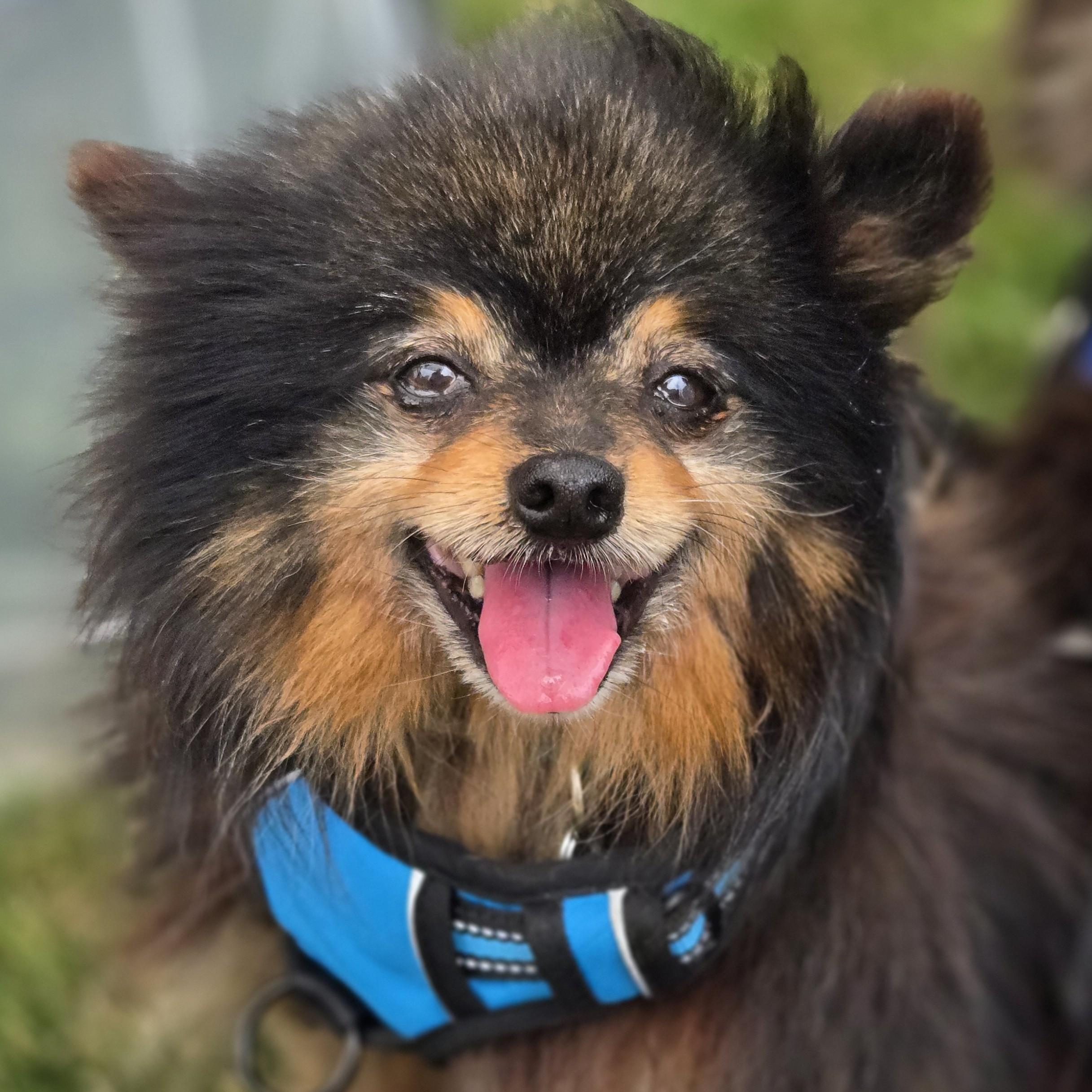 Manzo, adopted, Senior Male Pomeranian.