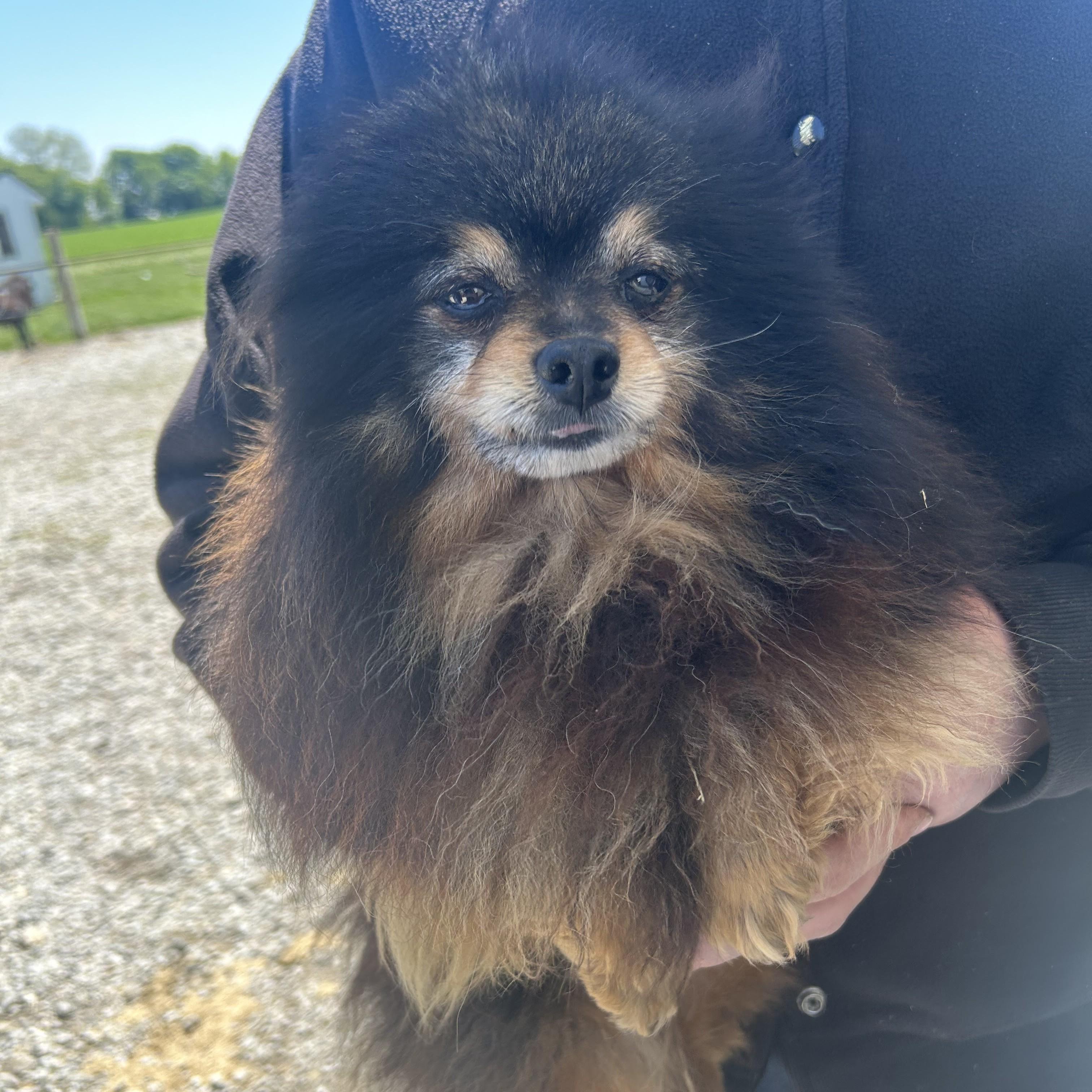 Manzo, an adopted Pomeranian in Normal, IL image 3/3