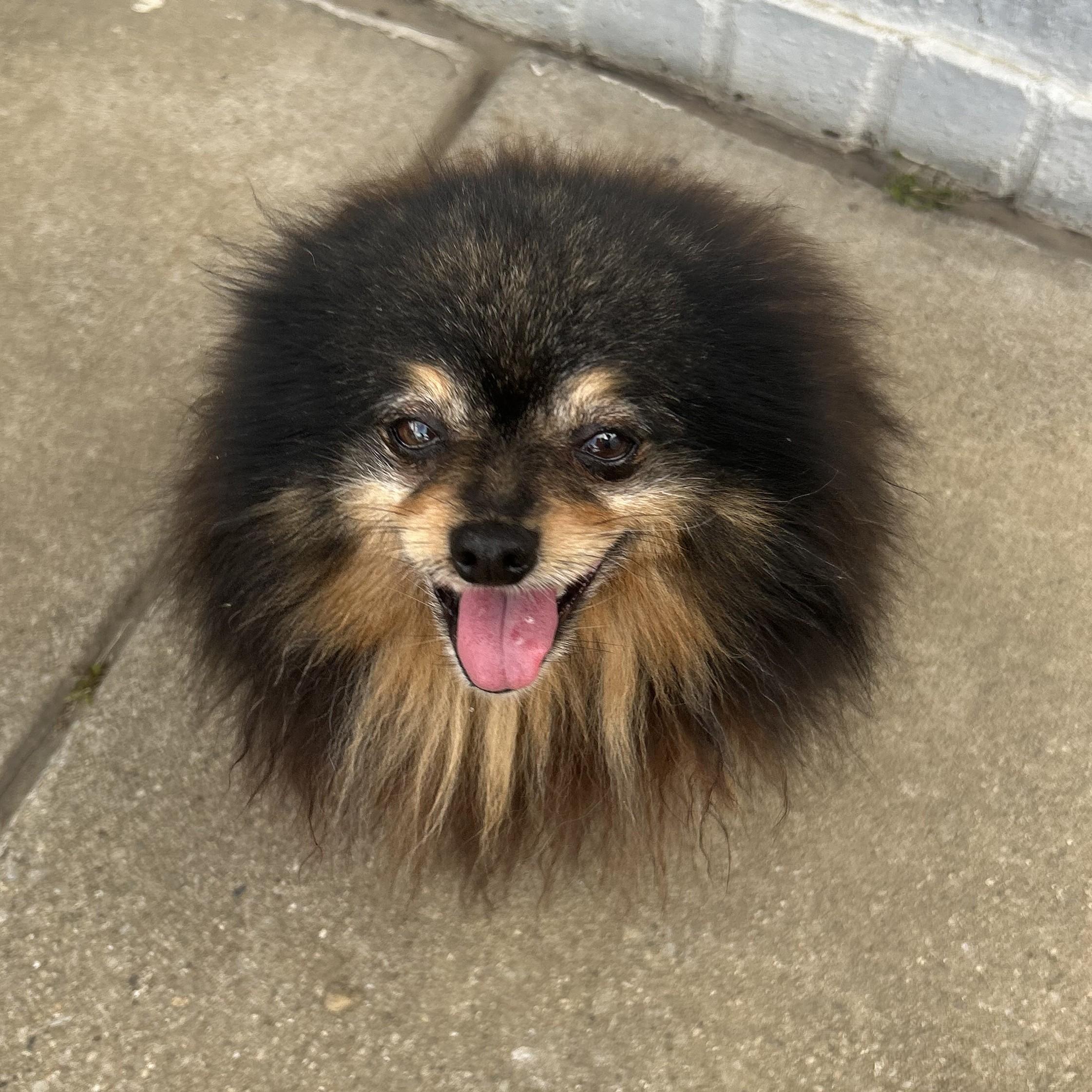 Manzo, an adopted Pomeranian in Normal, IL image 2/3
