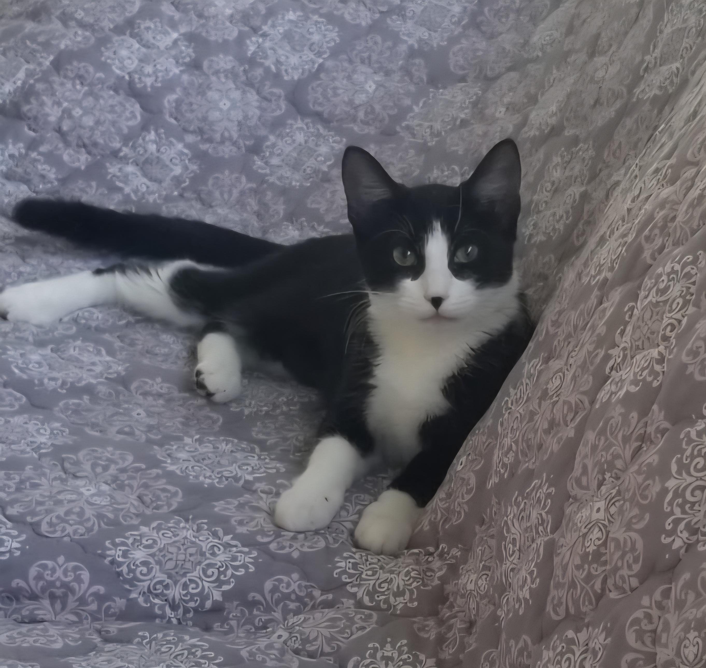 Enlarge Jazzy, a Adoptable Tuxedo in Fullerton, CA image 5/6