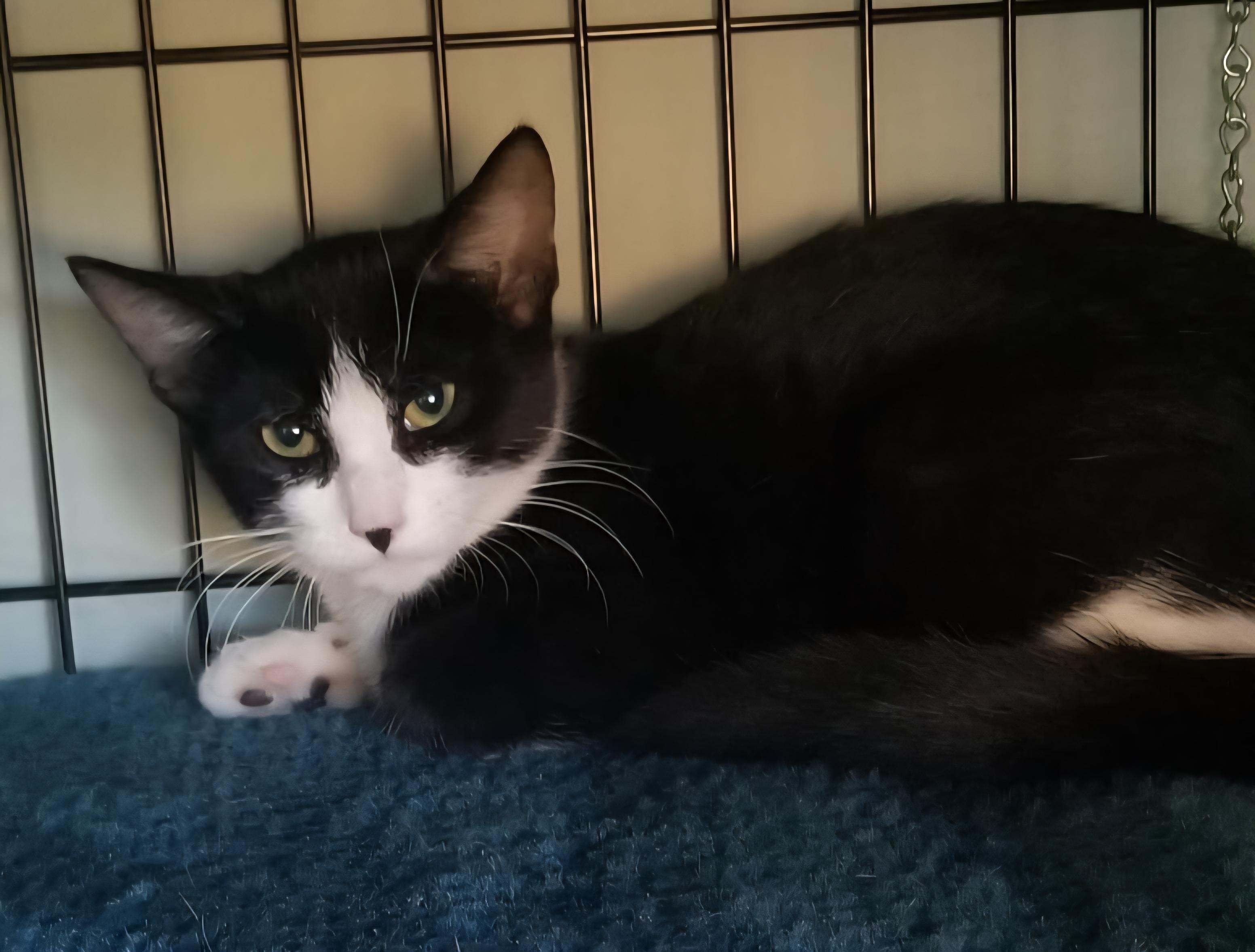 Jazzy, Adoptable, Kitten Female Tuxedo.