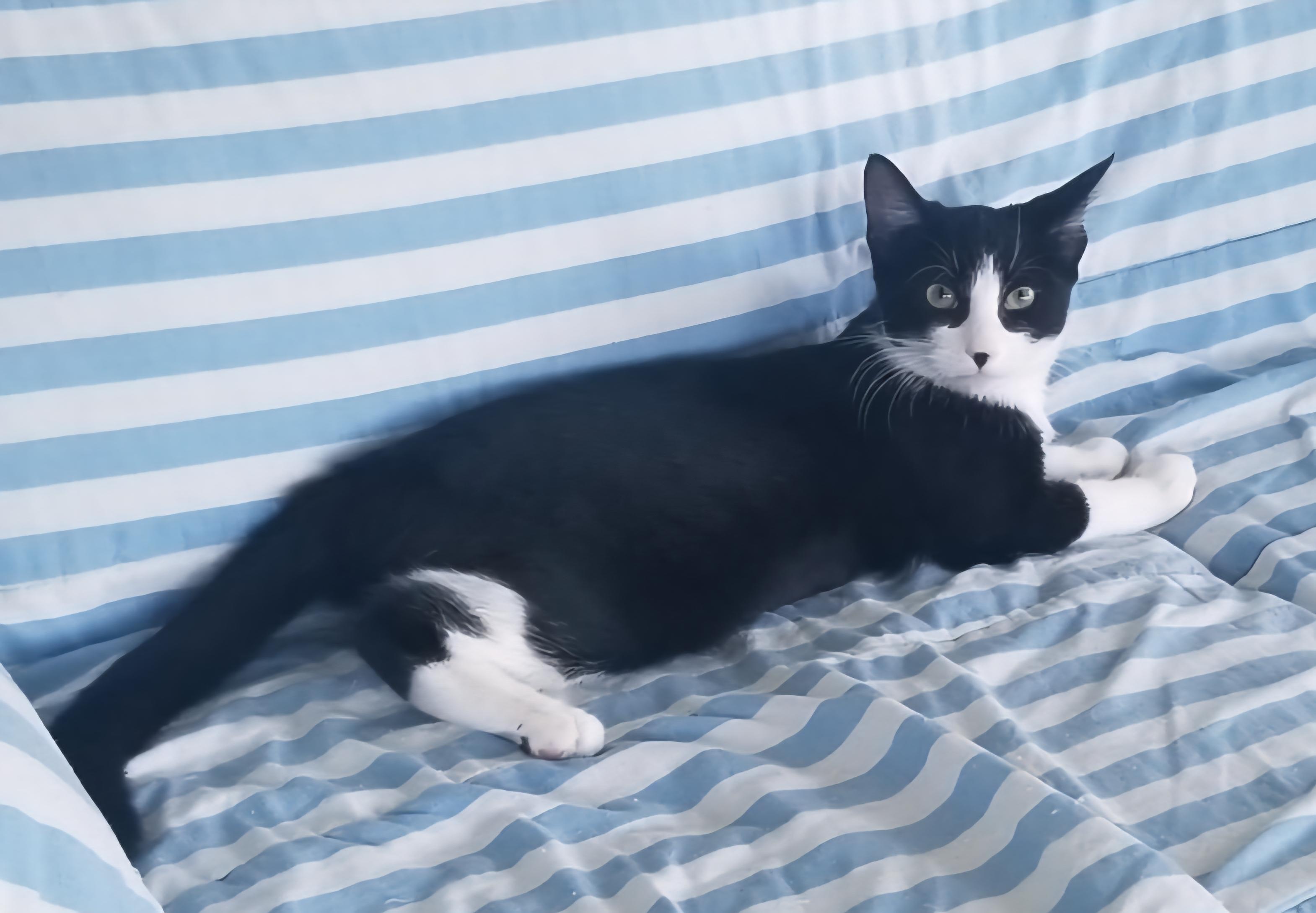 Enlarge Jazzy, a Adoptable Tuxedo in Fullerton, CA image 6/6