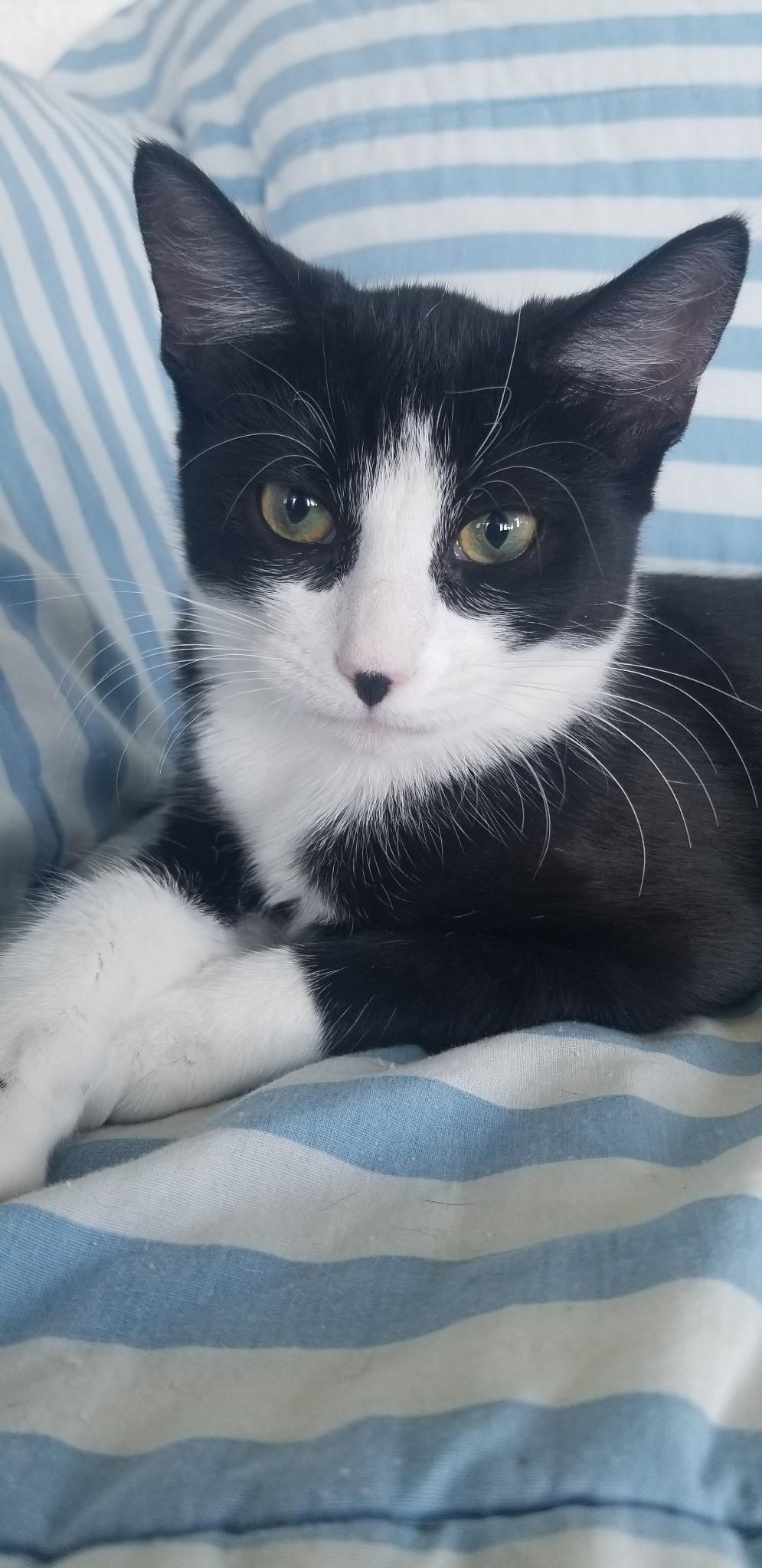 Jazzy, Adoptable, Kitten Female Tuxedo.