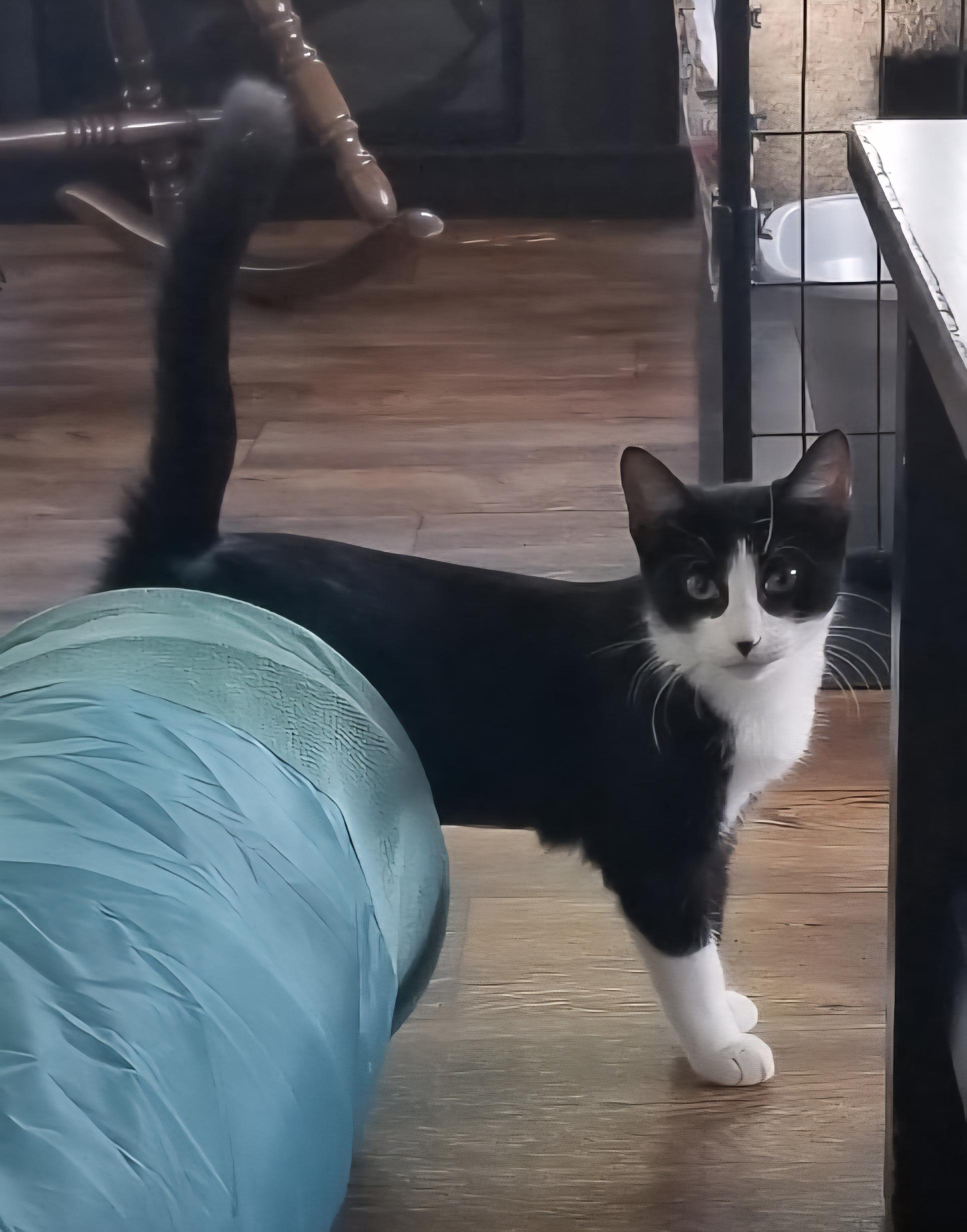 Enlarge Jazzy, a Adoptable Tuxedo in Fullerton, CA image 4/6