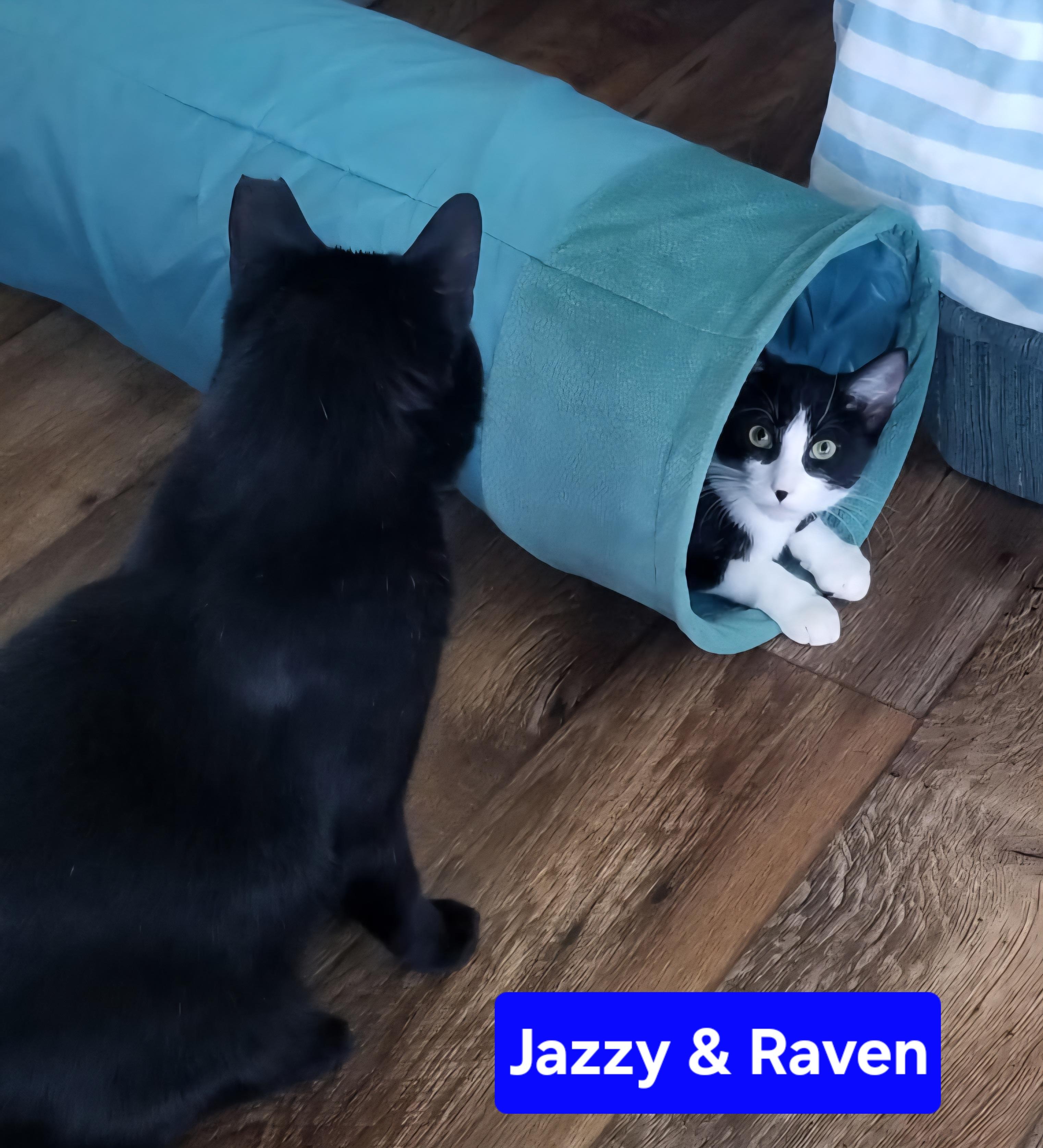 Enlarge Jazzy, a Adoptable Tuxedo in Fullerton, CA image 2/6