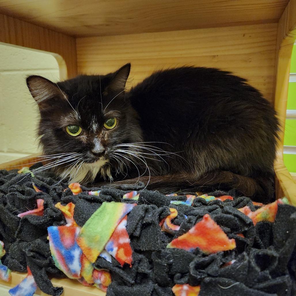 Enlarge Silvia, a Adoptable Domestic Short Hair in Naples, FL image 1/3