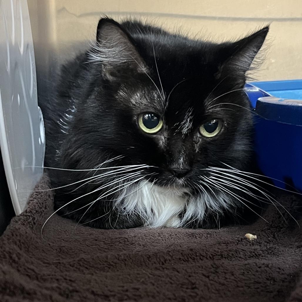 Enlarge Silvia, a Adoptable Domestic Short Hair in Naples, FL image 2/3