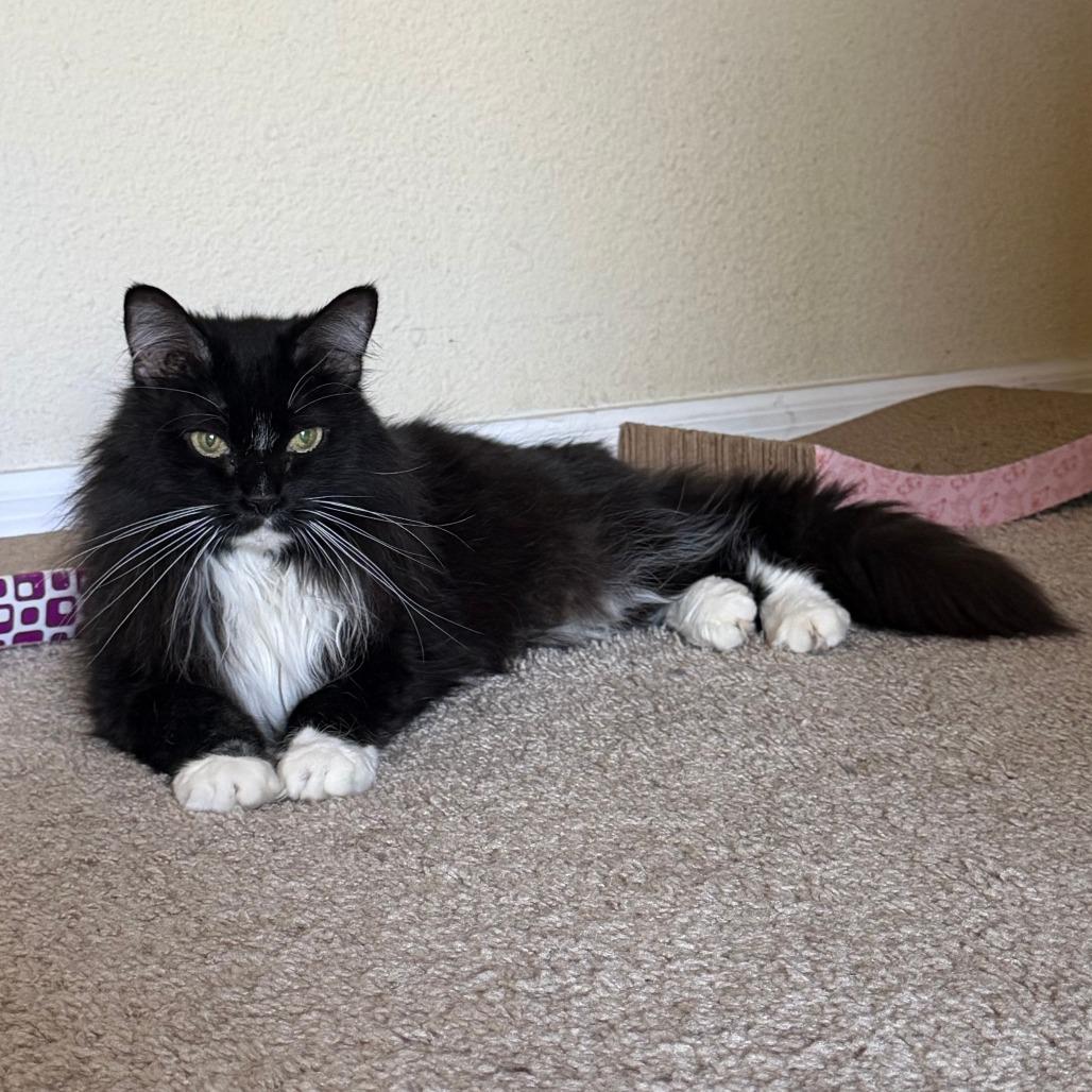 Enlarge Silvia, a Adoptable Domestic Short Hair in Naples, FL image 3/3