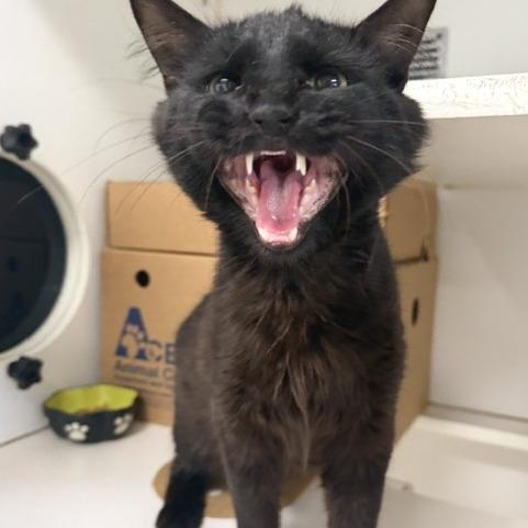 Checkers, Adoptable, Adult Male Domestic Short Hair.