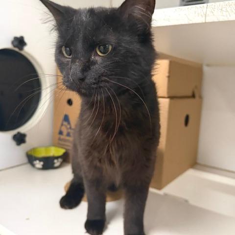 Enlarge Checkers, a Adoptable Domestic Short Hair in Novelty, OH image 2/3