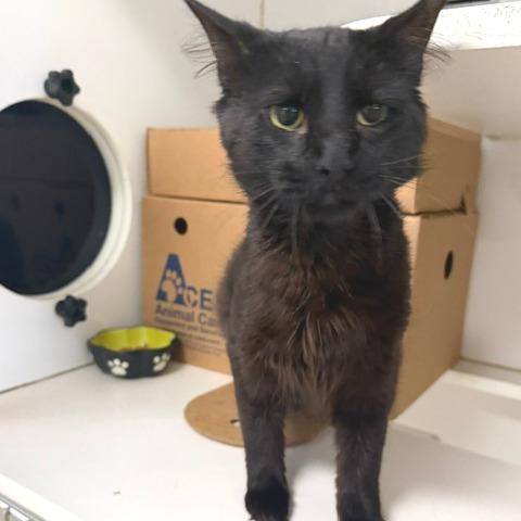 Enlarge Checkers, a Adoptable Domestic Short Hair in Novelty, OH image 3/3