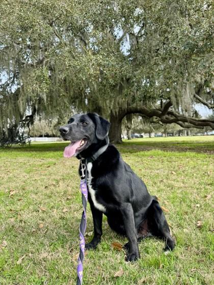 Enlarge Nola Lady, a Adoptable Mixed Breed in Covington, LA image 1/3