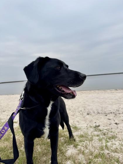 Enlarge Nola Lady, a Adoptable Mixed Breed in Covington, LA image 1/3