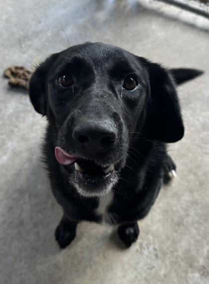 Enlarge Nola Lady, a Adoptable Mixed Breed in Covington, LA image 2/3