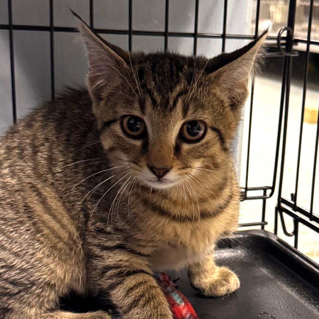 Anthony Michael Hall, Adoptable, Kitten Male Domestic Short Hair.