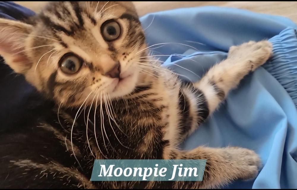 Enlarge Moonpie Jim, a Adoptable Domestic Short Hair in Albuquerque, NM image 1/6