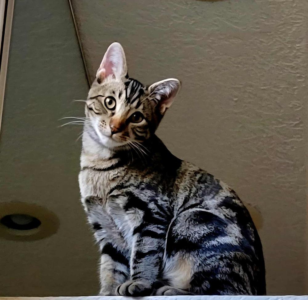 Enlarge Moonpie Jim, a Adoptable Domestic Short Hair in Albuquerque, NM image 2/6