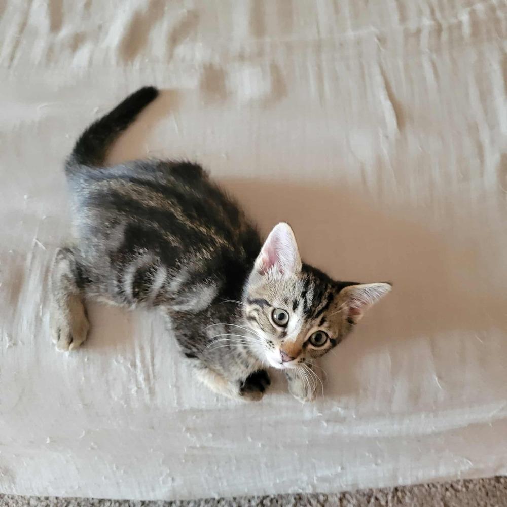 Enlarge Moonpie Jim, a Adoptable Domestic Short Hair in Albuquerque, NM image 3/6