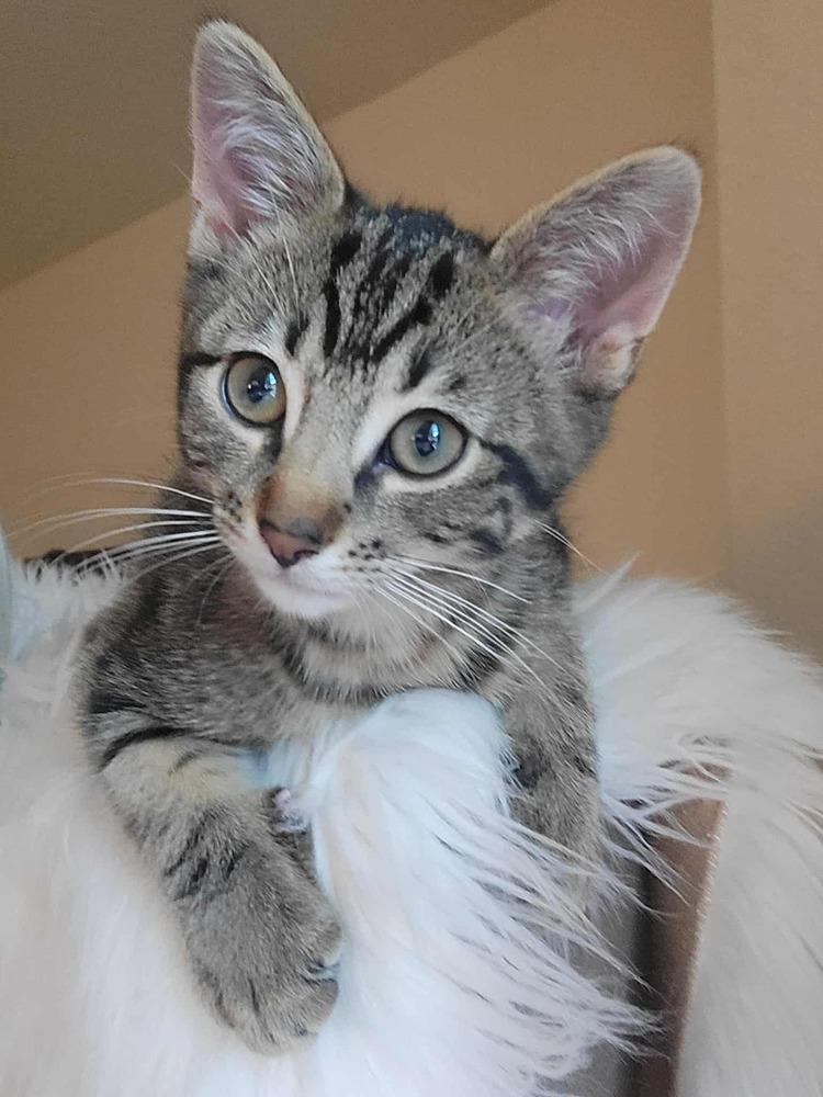 Enlarge Moonpie Jim, a Adoptable Domestic Short Hair in Albuquerque, NM image 4/6