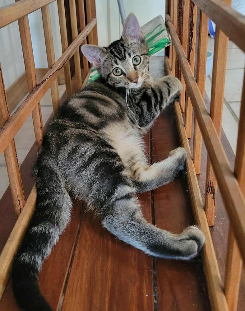 Enlarge Moonpie Jim, a Adoptable Domestic Short Hair in Albuquerque, NM image 5/6