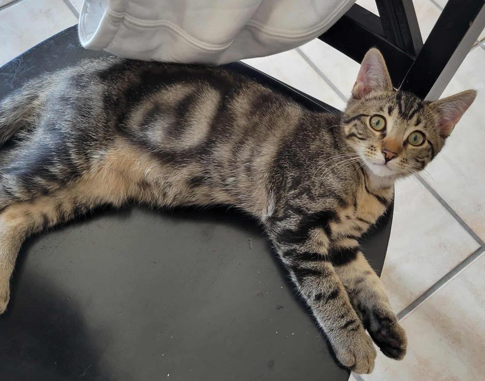 Enlarge Moonpie Jim, a Adoptable Domestic Short Hair in Albuquerque, NM image 6/6