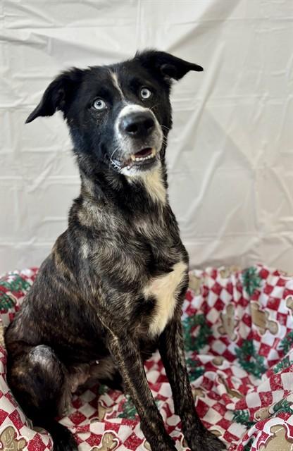 Enlarge MARLEY, a Adoptable mixed breed in Kalamazoo, MI image 1/1