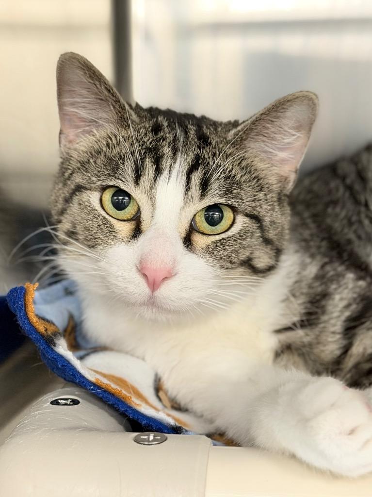 Maximus, Adoptable, Young Male Domestic Short Hair.