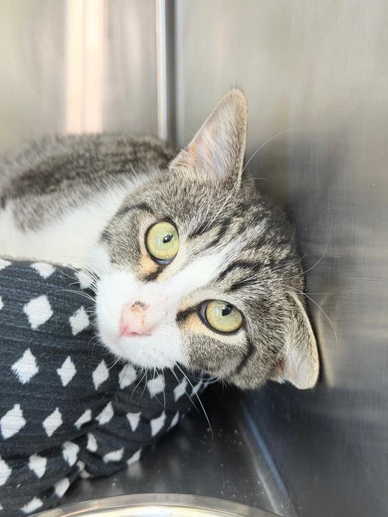 Maximus, Adoptable, Kitten Male Domestic Short Hair.