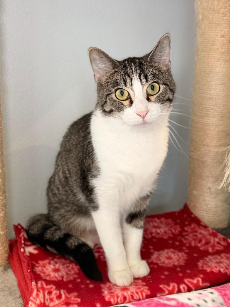 Enlarge Maximus, a Adoptable mixed breed in Menomonie, WI image 4/6