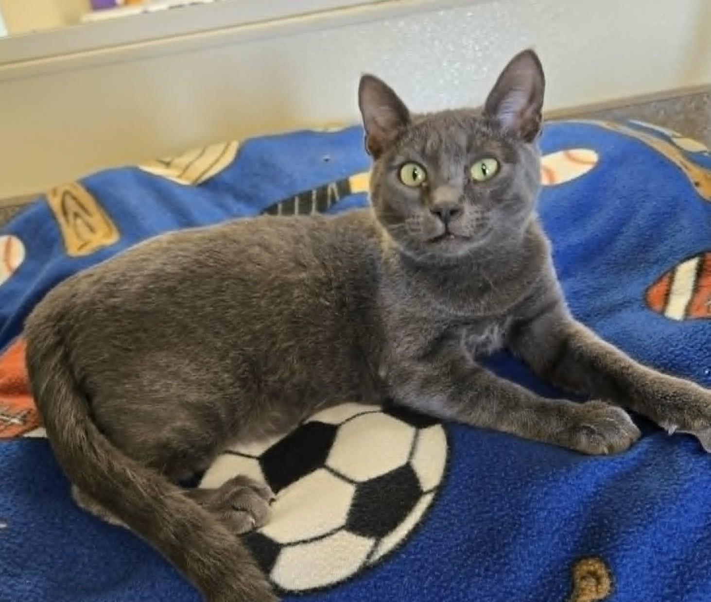 Enlarge Ace, a ADOPTABLE mixed breed in Larned, KS image 2/2
