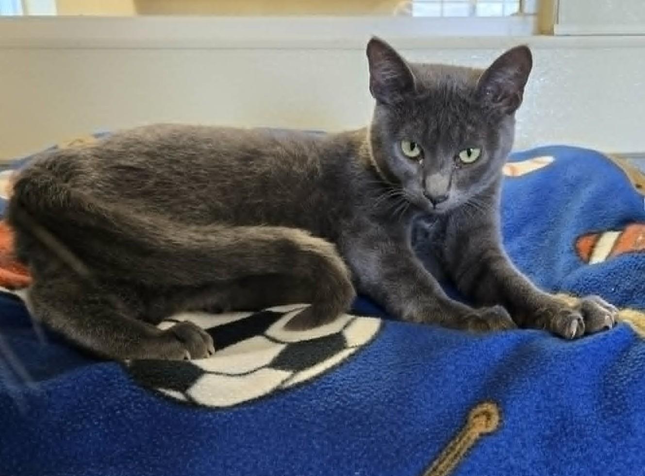 Ace, ADOPTABLE, Young Male Domestic Short Hair.