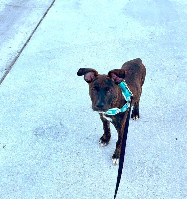 Tiger, an adopted mixed breed in Margate, FL image 4/5