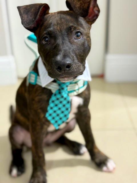 Tiger, an adopted mixed breed in Margate, FL image 5/5