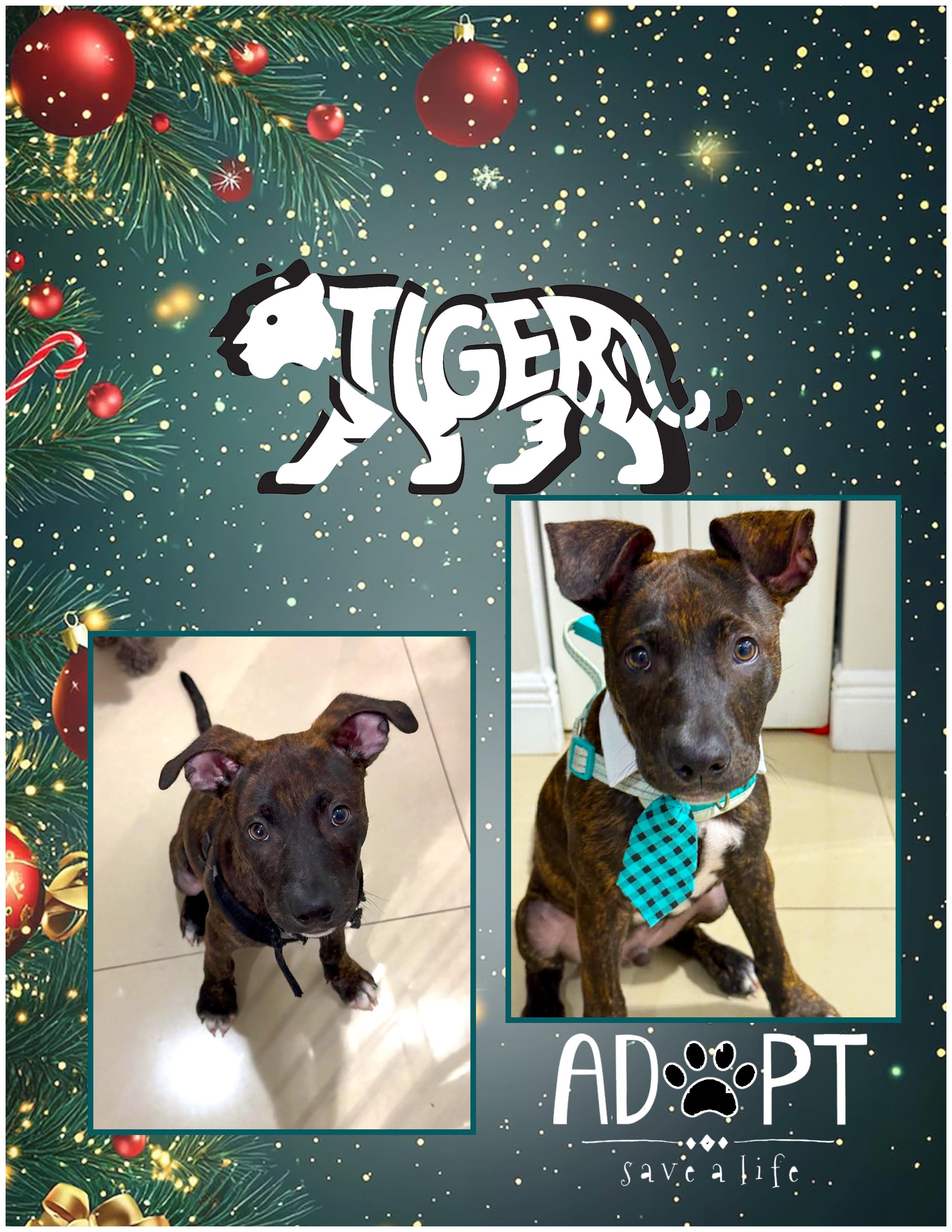 Tiger, adopted, Puppy Male American Staffordshire Terrier.