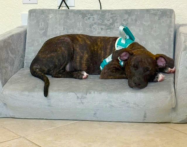 Tiger, an adopted mixed breed in Margate, FL image 2/5