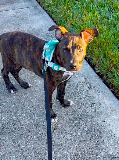 Tiger, an adopted mixed breed in Margate, FL image 3/5